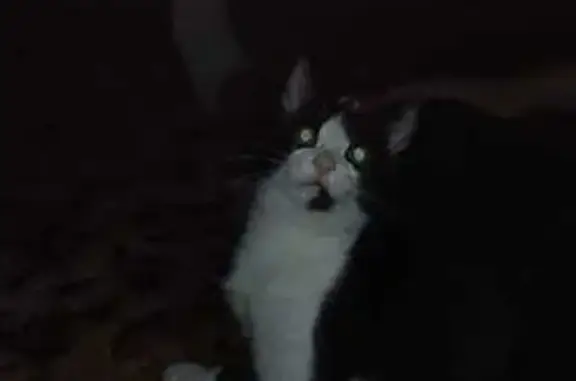 Кошки потеряшки, Астрахань, фото: Потеряшка кошка, 7-я Бондарная ул., 18