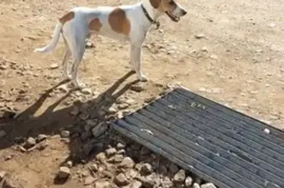 Собака найдена: Рокадная дорога, Владимир