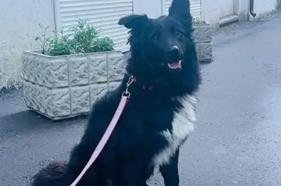 Собака найдена: 9-я Парковая ул., 58