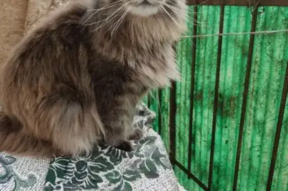 Пропала кошка, ул. Трудящихся 3, Озёрск