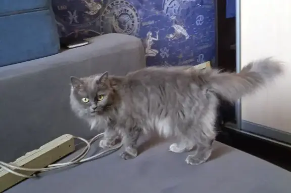 Кошки потеряшки, Новоалтайск, фото: Потеряшка кошка, ул. Космонавтов, 24