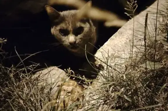 Найдена кошка, Иркутск, фото: Найдена серая кошка, Иркутск, дом 16