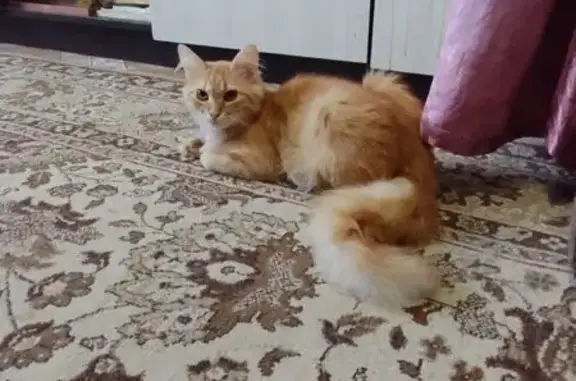 Кошки потеряшки, Шахты, фото: Потеряшка рыжая кошка, ул. Космическая, 5