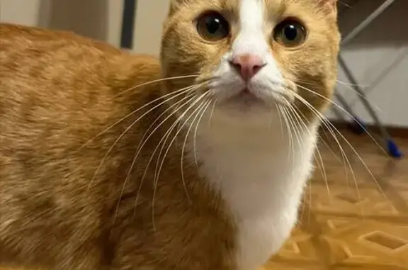 Объявления о пропавших и найденных животных, Тарко-Сале, фото: Пропала кошка, ул. Колесниковой 1, Тарко-Сале