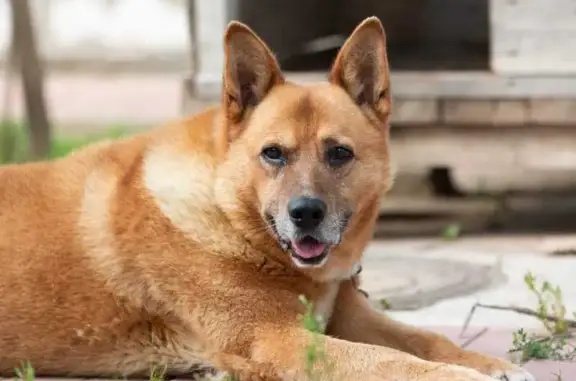 Собаки потеряшки, , фото: Потеряшка собака, ул. Шаламова, 8