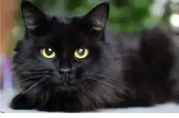 Кошки потеряшки, Владимир, фото: Потеряшка кошка, ул. Сурикова, 5, Владимир