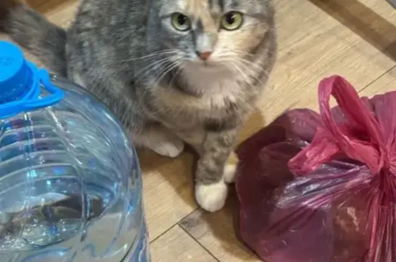 Пропала кошка, Нововиленская 8А, Минск