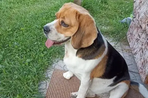 Бигль найден на Российская ул., 102