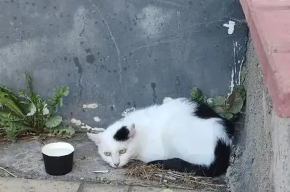 Найденные животные Петрозаводск, фото: Найдена кошка, пр. Невского, 49, Петрозаводск