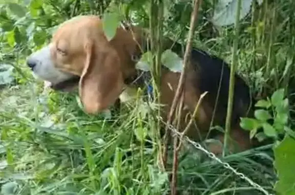 Найдена собака, Минское, фото: Собака найдена: ул. Куколевского, 7