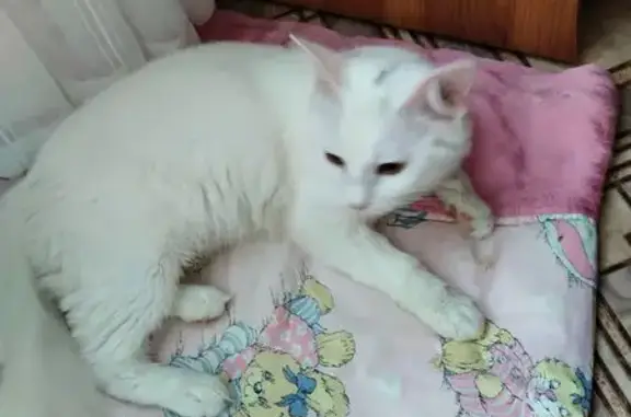 Найдена кошка, Волгоград, фото: Кошка найдена, Пятиморская 22, Волгоград