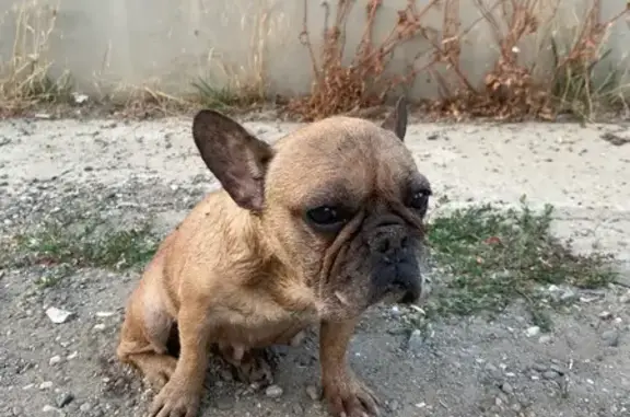 Собака найдена: Карасунский пр., 21/1, Краснодар