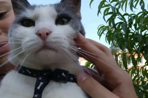 Кошка найдена: Юрия Маточкина, 8, Калининград