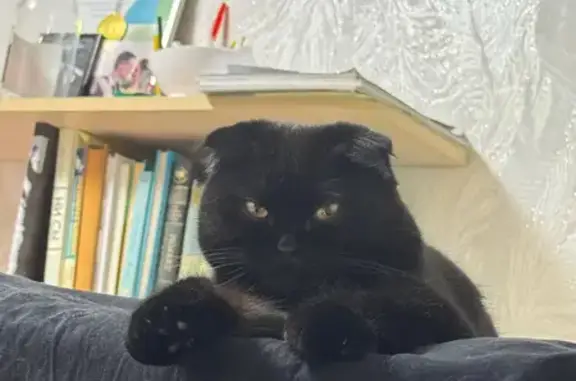 Пропала кошка, Восточный, д. 4, Сусанино