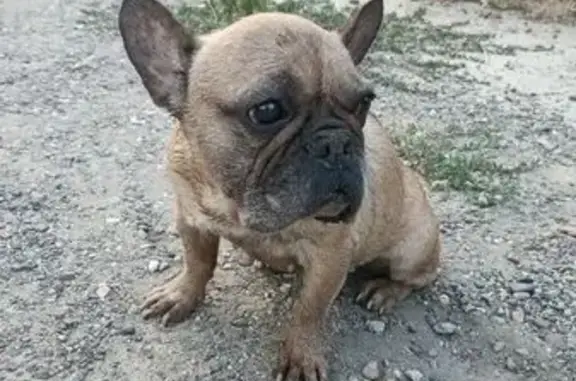 Собака найдена, ул. Димитрова, Краснодар