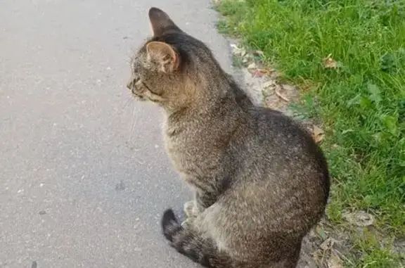 Кошка найдена: Республиканская 25, НН