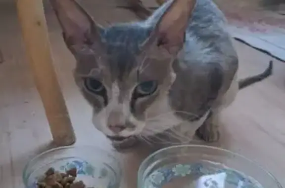 Кот найден: ул. Сенько, 20, Тамбов