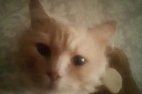 Найдена кошка, Тула, ул. Кауля