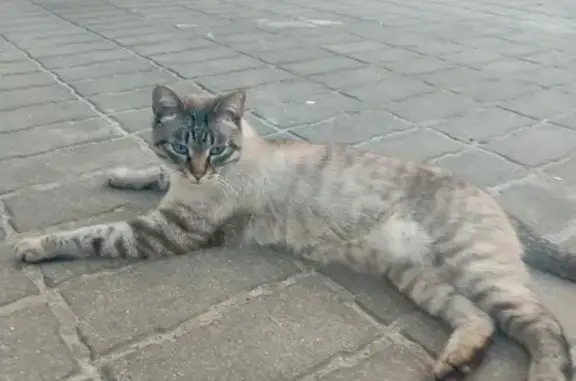 Кошка найдена: 78К-0023, Ярославль