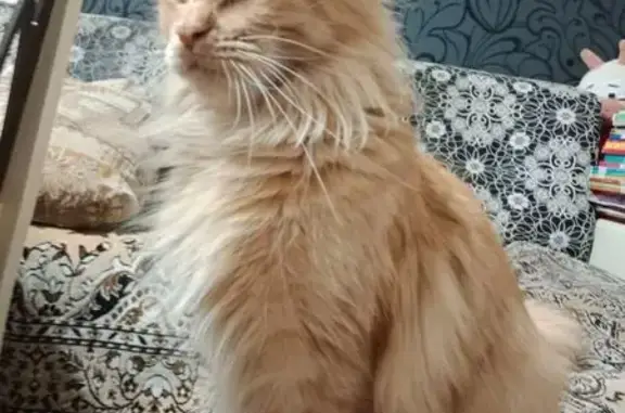 Кошки потеряшки, Сорочинск, фото: Потеряшка кошка, Хабаровская 48, Сорочинск