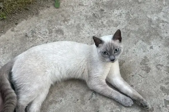 Найдена кошка, Домодедово, фото: Кошка найдена: ул. Победы, 11, Домодедово