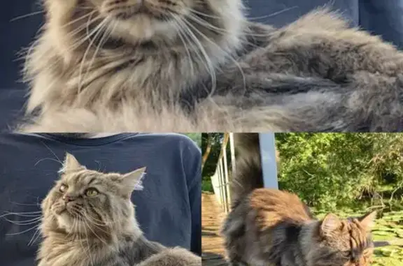 Кошки потеряшки, Культура, фото: Потеряшка кошка, Культура, Рябиновая 16