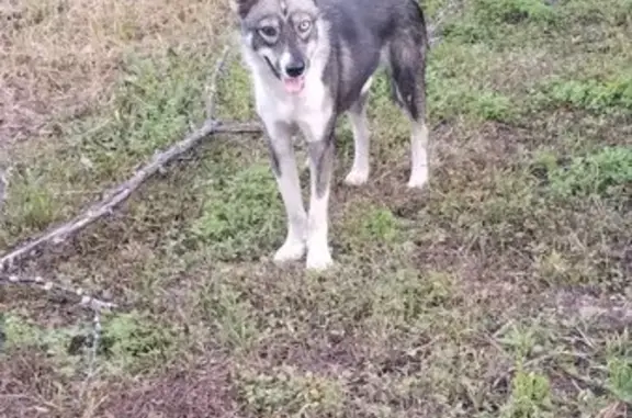 Найдена собака, , фото: Найдена собака, СнТ Фестивальный, Постол