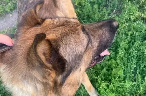 Метис овчарки найден на Курской улице