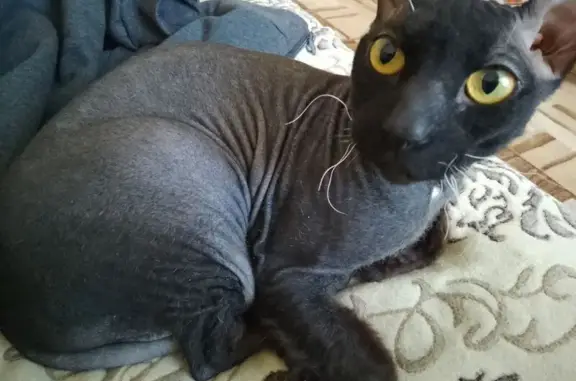 Кошки потеряшки, Киров, фото: Потеряшка кошка, Владимирская ул., Киров