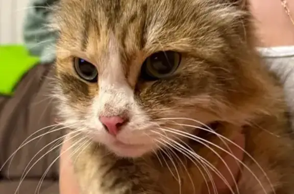 Кошка найдена у Пожарной, Молостовых 10Г