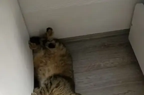 Пропала кошка, ул. Курчатова, 24, Стерлитамак