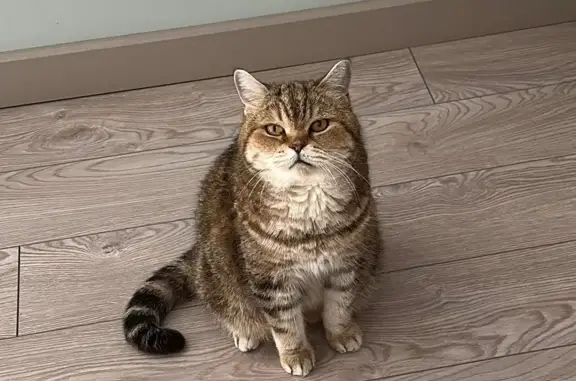Пропала кошка, ул. Новая Слобода, 2А