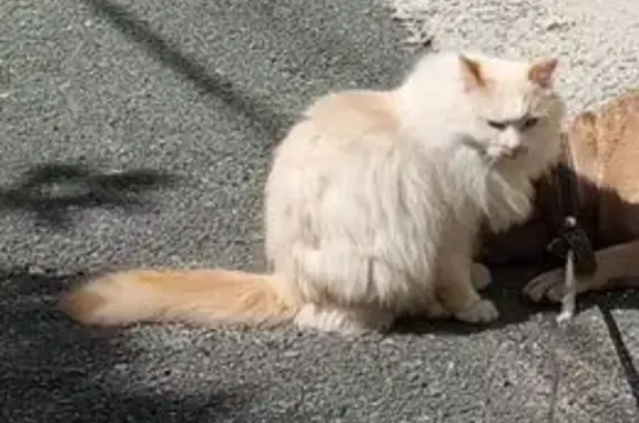 Пропала рыжая кошка, Заводская 19А