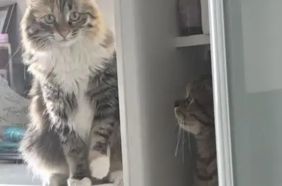 Кошки потеряшки, Верхнеуслонское, фото: Потеряшка кошка, Верхнеуслонское с/п