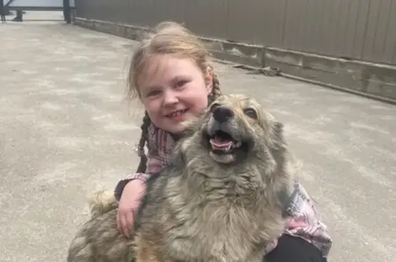 Пропала собака, Сальск, Трактовая 2А