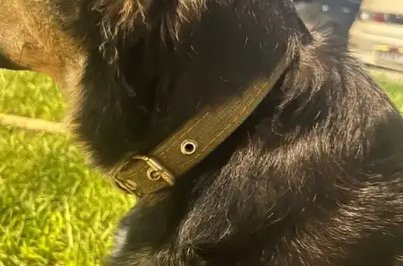 Собака найдена: ул. Пономаренко 41, Краснодар