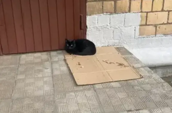 Кошка найдена на ул. Большая Филёвская, Москва