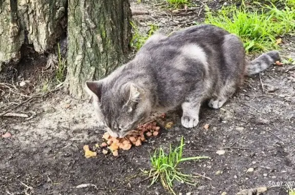 Кошка найдена: Зелёная ул., 81-85, Калининград