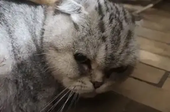 Найдена кошка, Челябинск, фото: Найдена кошка, ул. 3 Интернационала, 94