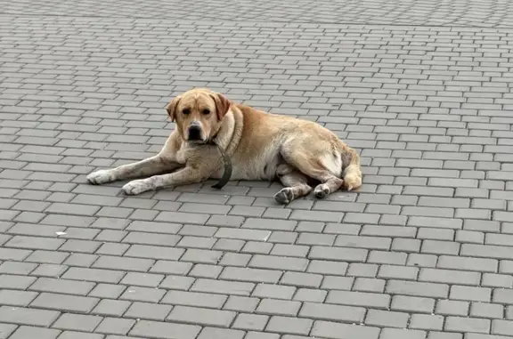 Найдена собака, , фото: Собака найдена: Крымской Весны 5 к2