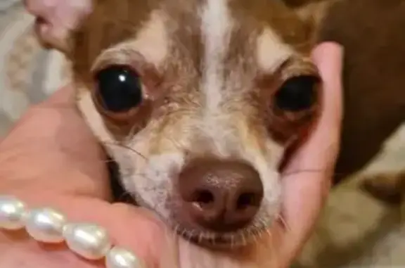 Найдена собака, Москва, фото: Найдена собака, ул. Крупской, 4 к3