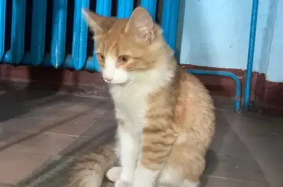 Кошка найдена: Сущёвская ул. 1, Владимир