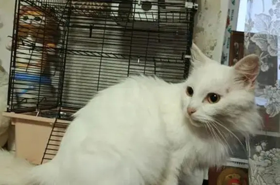 Пропала кошка, ул. Деменева, Александровск