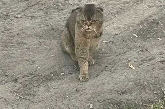 Кот найден, пр. Авиаторов, 11, Ярославль