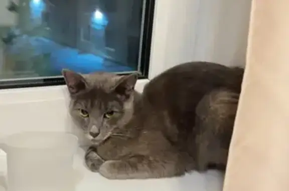 Кошка найдена: Широтная 154, Тюмень