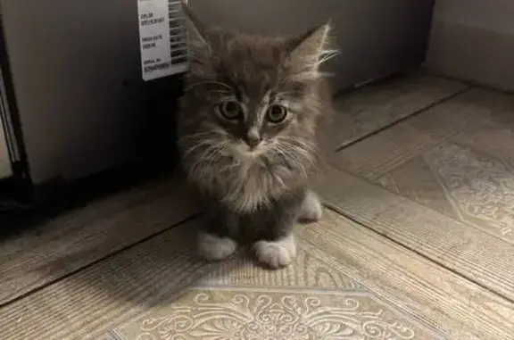 Кошка найдена, Артиллерийская 1, КГД