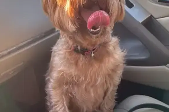 Собаки потеряшки, Казань, фото: Потеряшка собака, Орловка, Казань