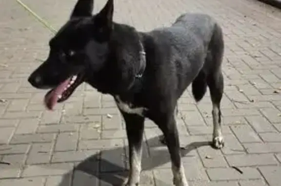 Найдена собака, 1-й Томск-Южная