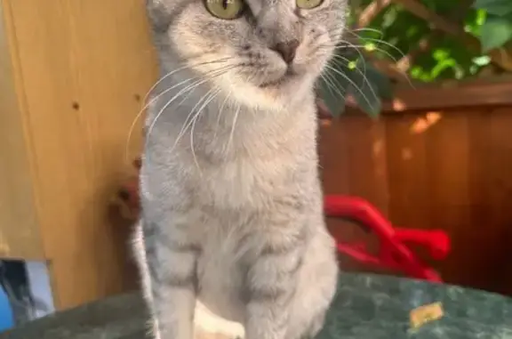 Найдена кошка, Павловский Посад, фото: Найдена кошка, Ленинградский пер., 30/2