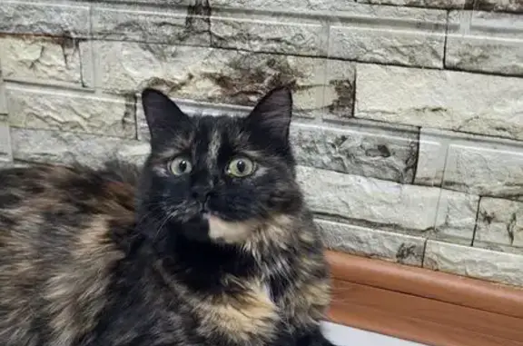 Кошки потеряшки, Апрелевка, фото: Потеряшка кошка Мася, ул. Чехова, Апрелевка